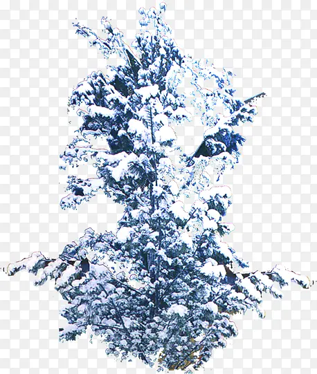 冬日白雪大树美景艺术