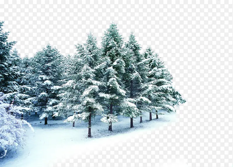 冬日大树美景公园