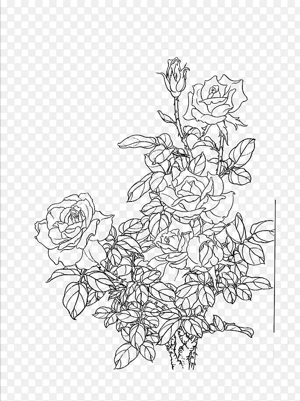 花卉白描线稿