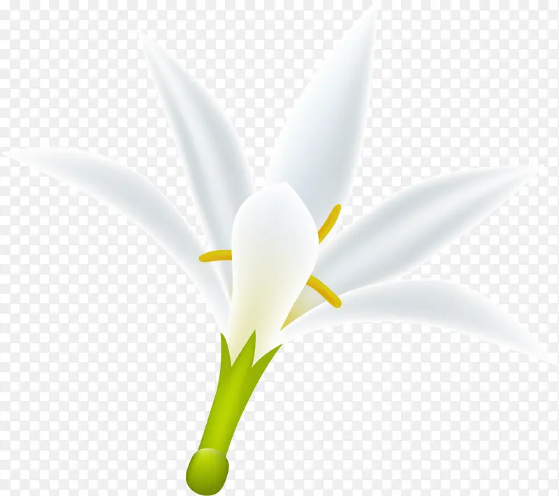 纯洁白色栀子花