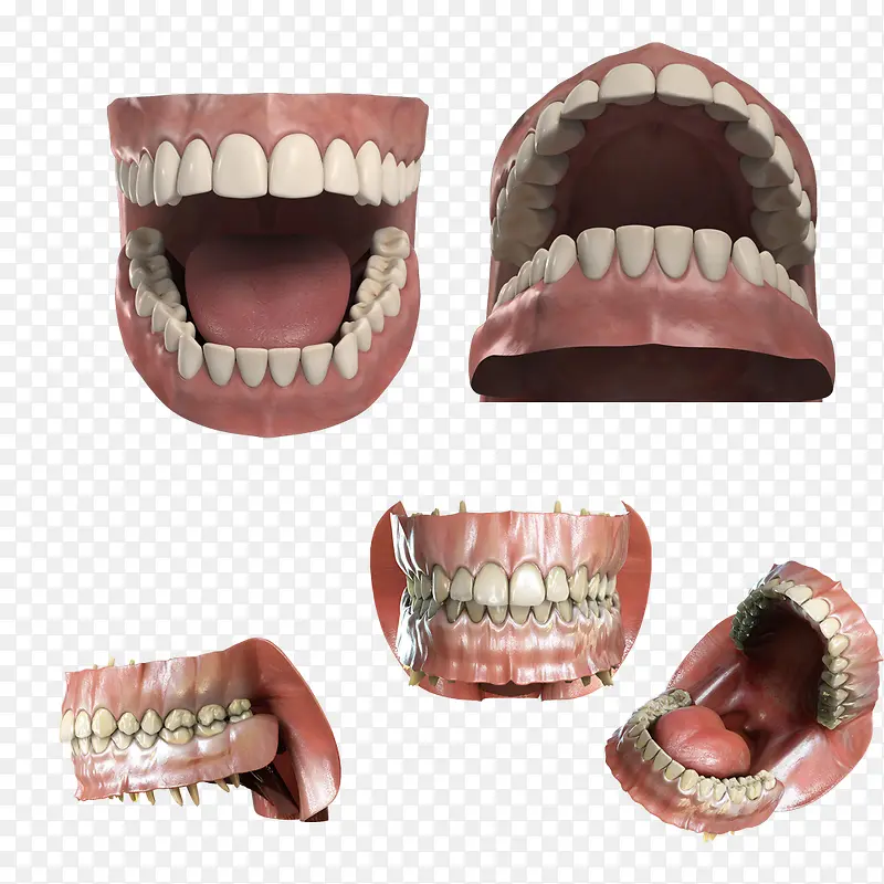 医用3d假牙模型