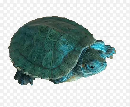 一只可爱乌龟