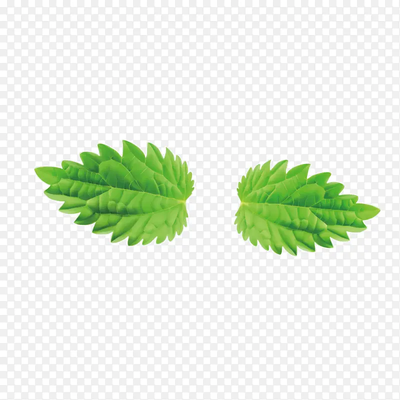 矢量绿色植物草叶