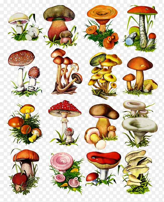 多种蘑菇