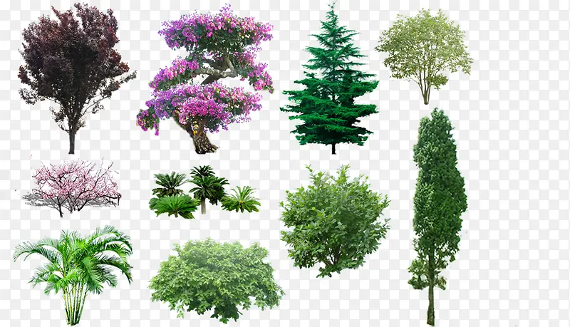 多种美丽植物大树