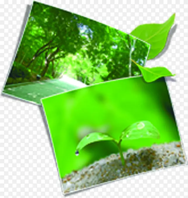 清新春季植物小路照片
