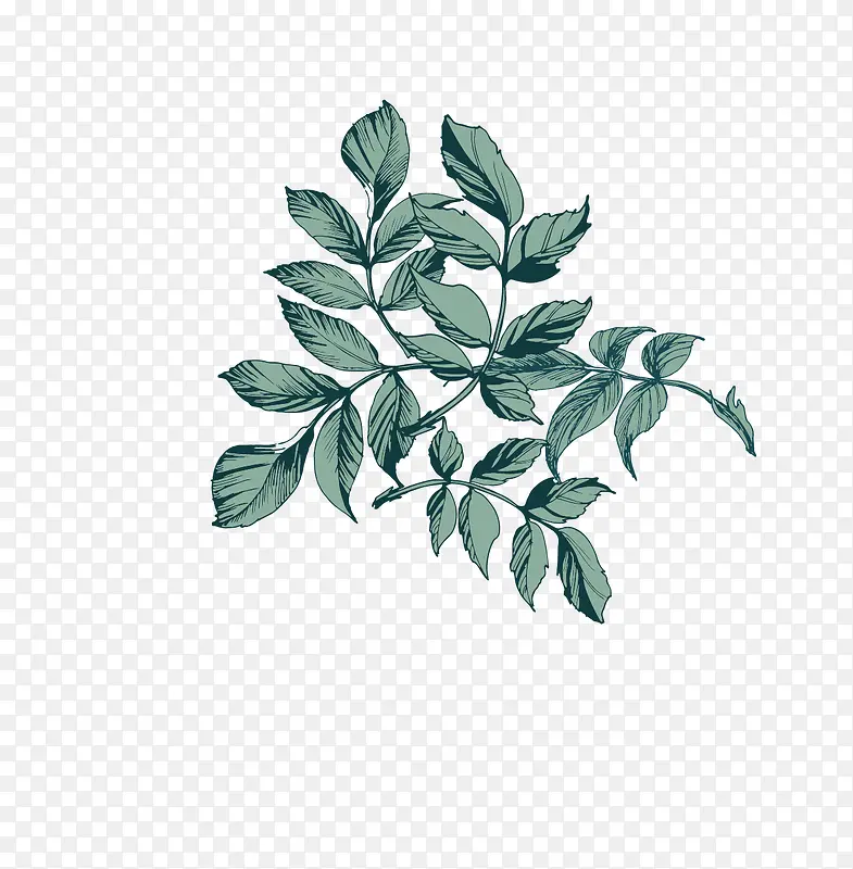 手绘矢量叶子素材