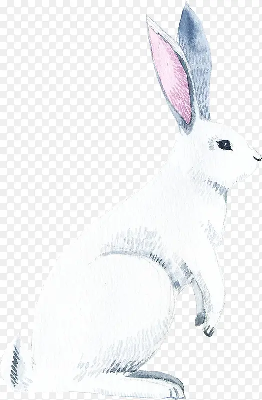 白色的手绘小兔子