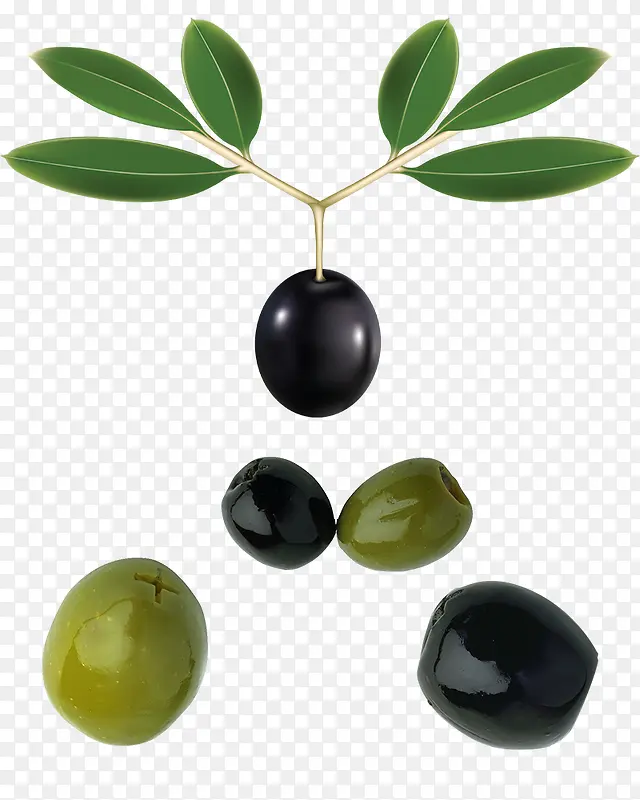带绿色枝叶的黑色油橄榄