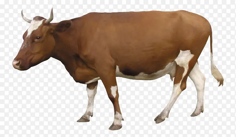 一头母牛