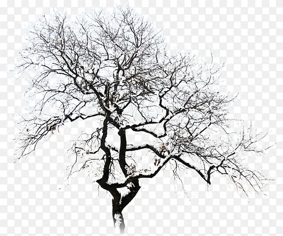 树枝白茫茫冬季景观