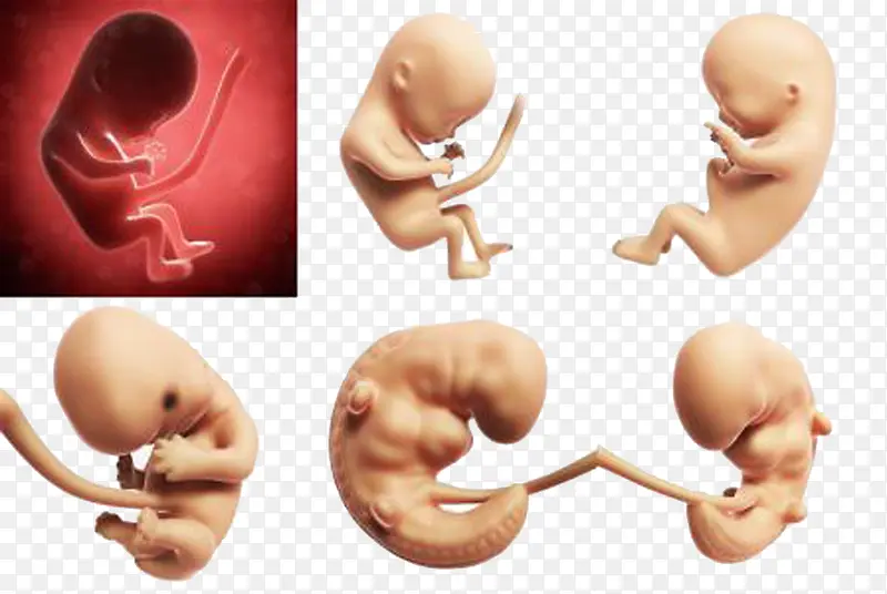 胎儿能分辨出味道