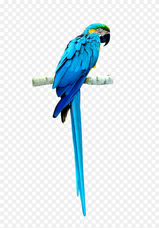 蓝色鹦鹉