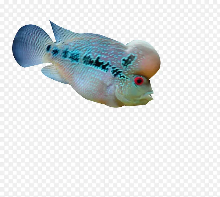 珍珠罗汉鱼