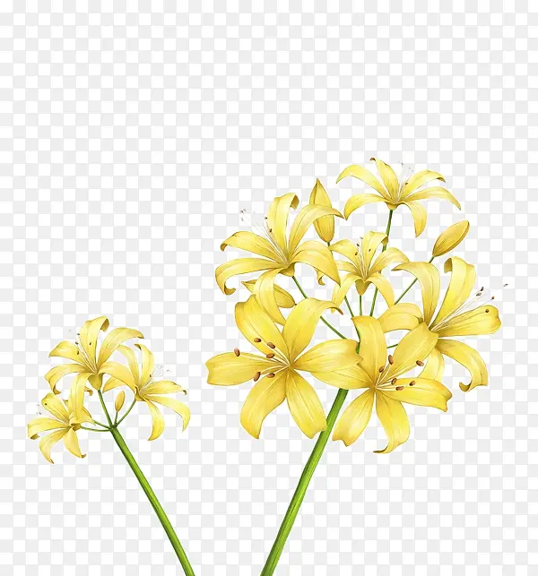 黄色花枝