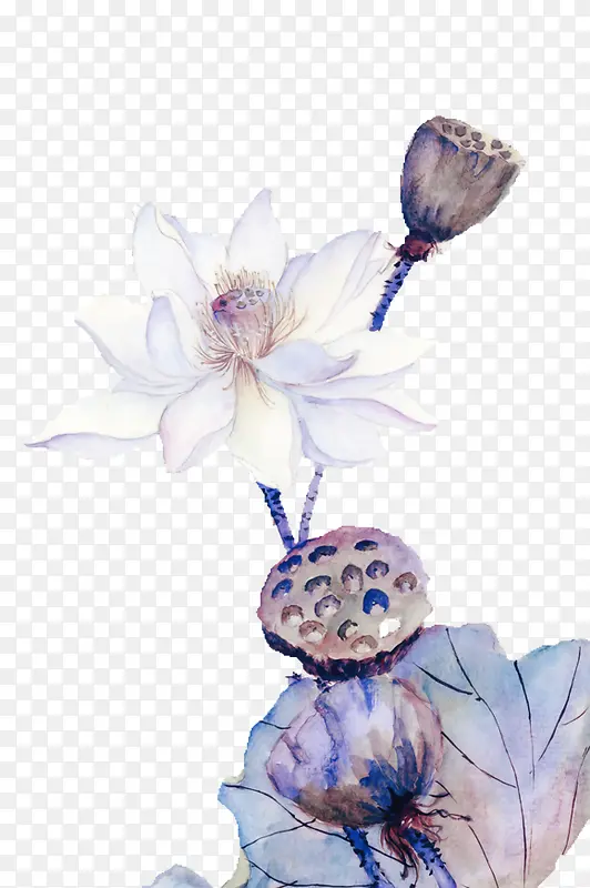 白色莲花莲蓬手绘植物素材