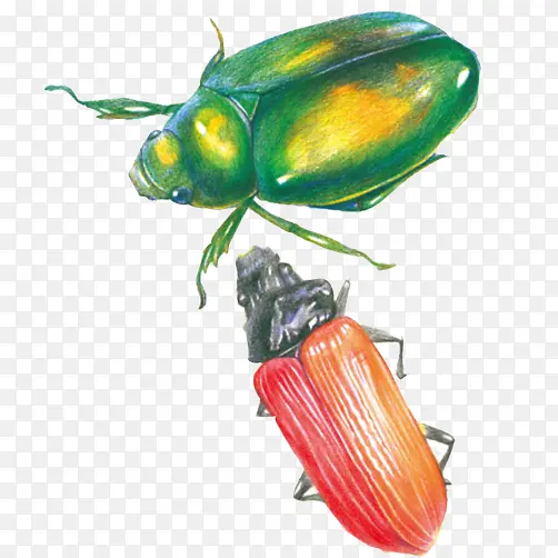 甲壳虫彩绘素材图片