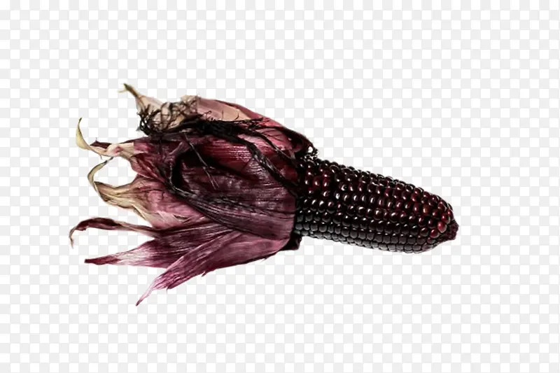 实物带叶子的黑紫色粘玉米