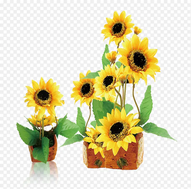 盆裁的太阳花