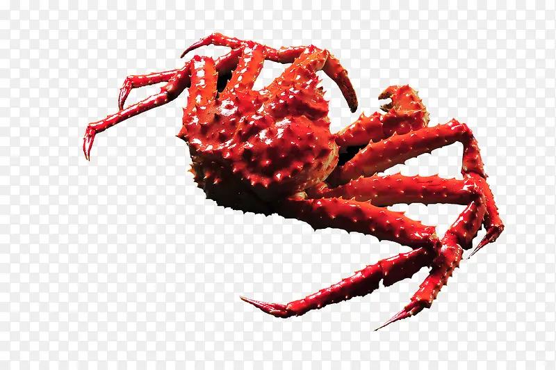 红色的霸王蟹