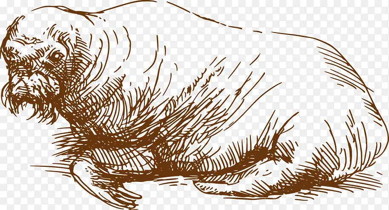 手绘海狮