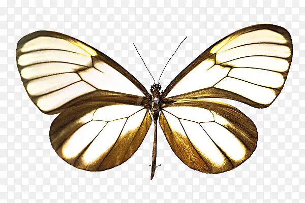 棕黄色蝴蝶动图