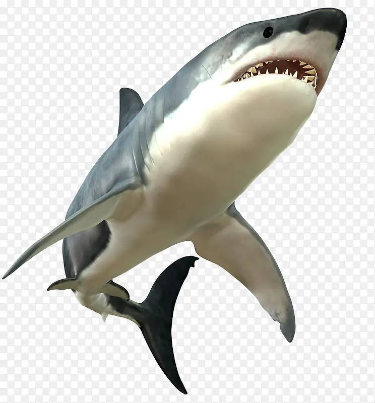 狂怒的大白鲨