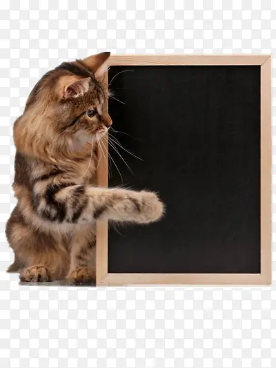 猫咪