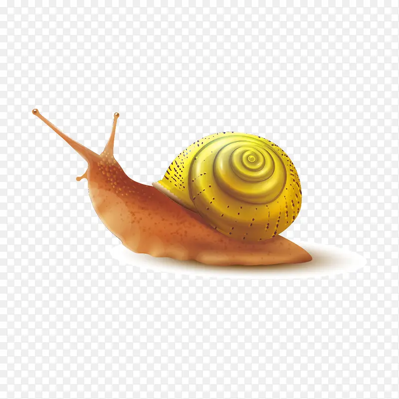 金色背壳的蜗牛