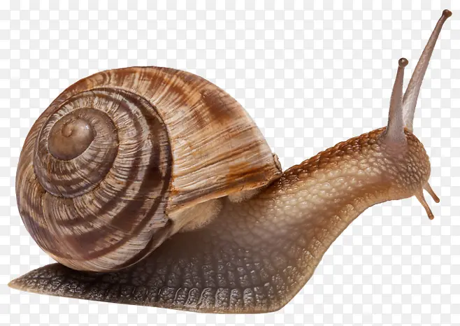 高清摄影背着壳的蜗牛