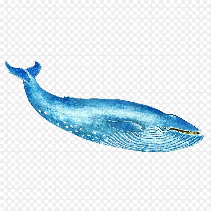 手绘一只蓝色可爱的座头鲸插画P