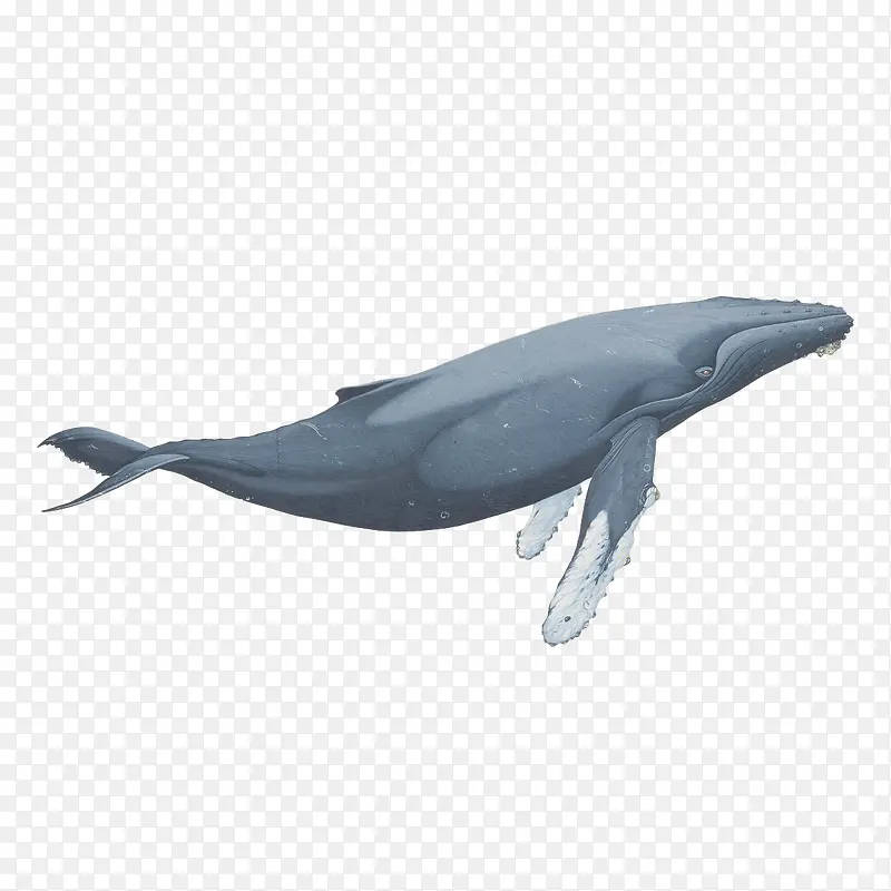 卡通一只蓝色的座头鲸生物保护宣
