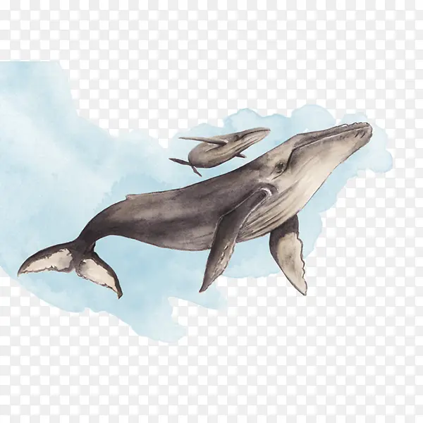 卡通蓝色海洋里的两只灰色座头鲸