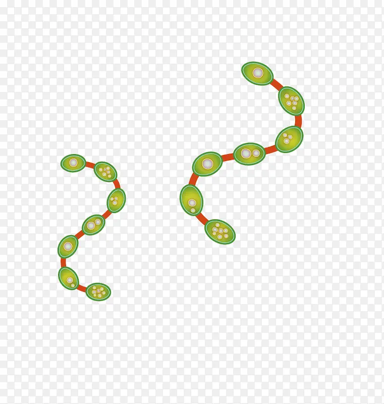 矢量链条菌群