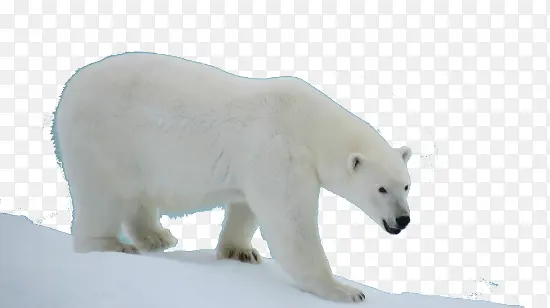 肥嘟嘟的白色北极熊