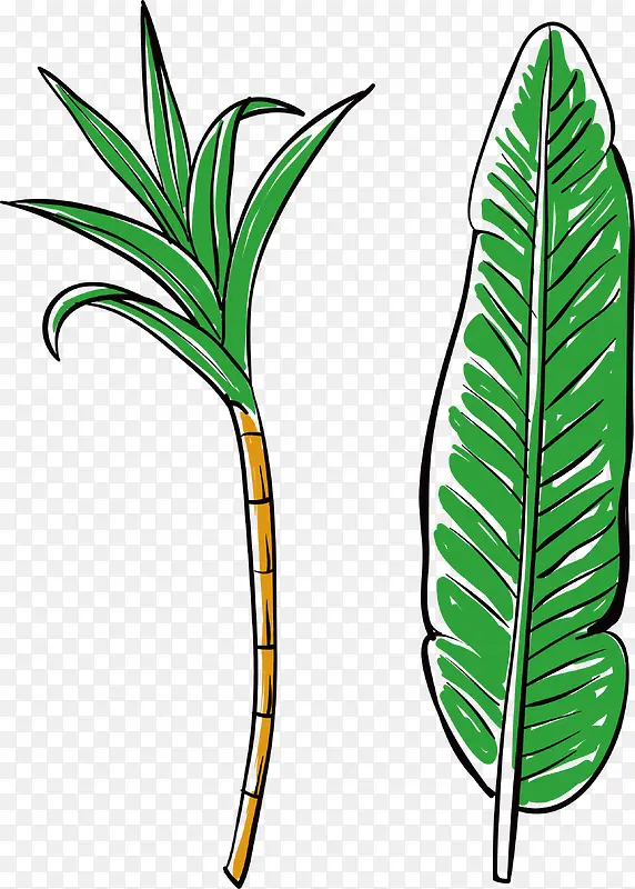 矢量手绘热带植物甘蔗芭蕉