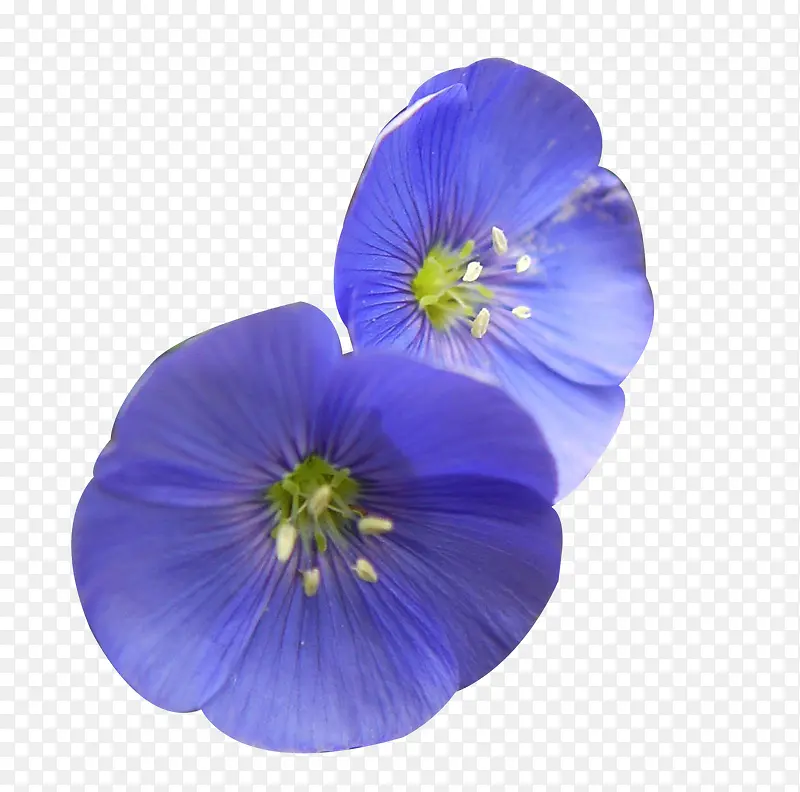 两朵紫亚麻籽花图片素材