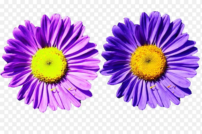 两朵紫墨菊图片素材