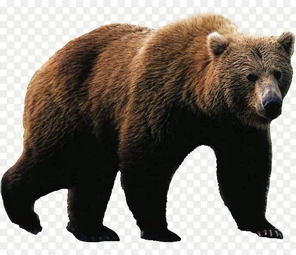 大型动物灰熊