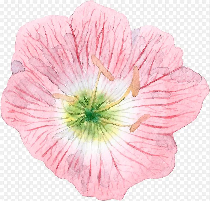 手绘水彩粉色花朵花蕊