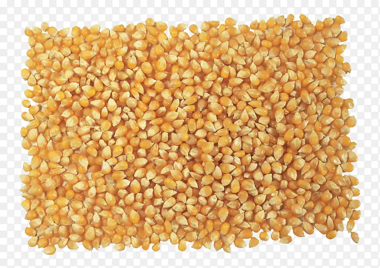 金黄玉米粒