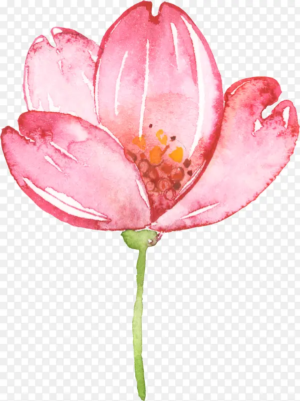 手绘水彩一朵粉色花朵