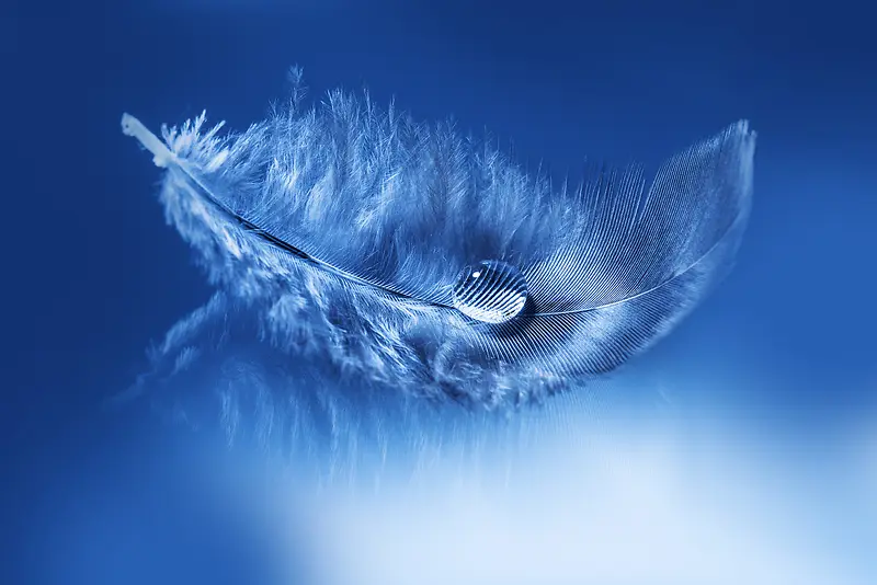 蓝色羽毛上的水滴