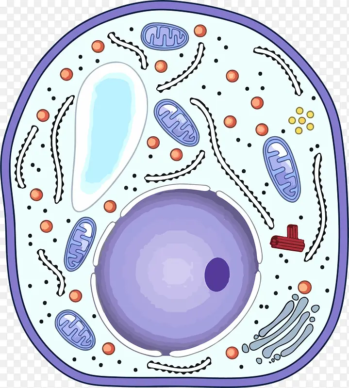 彩色卡通生物细胞结构中的线粒体