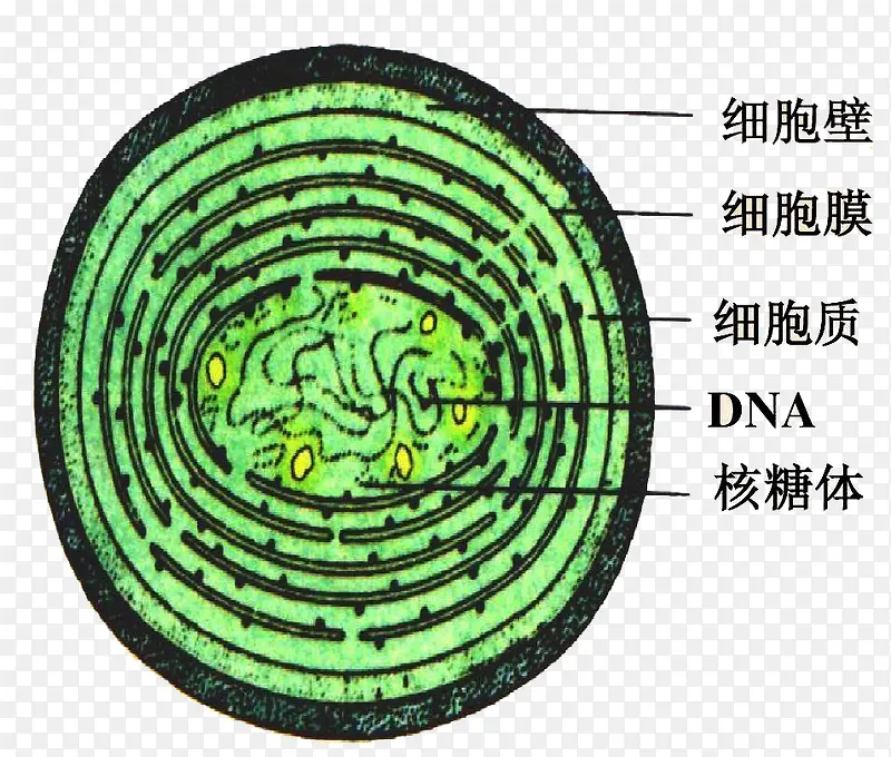 绿色手绘医学细胞结构图