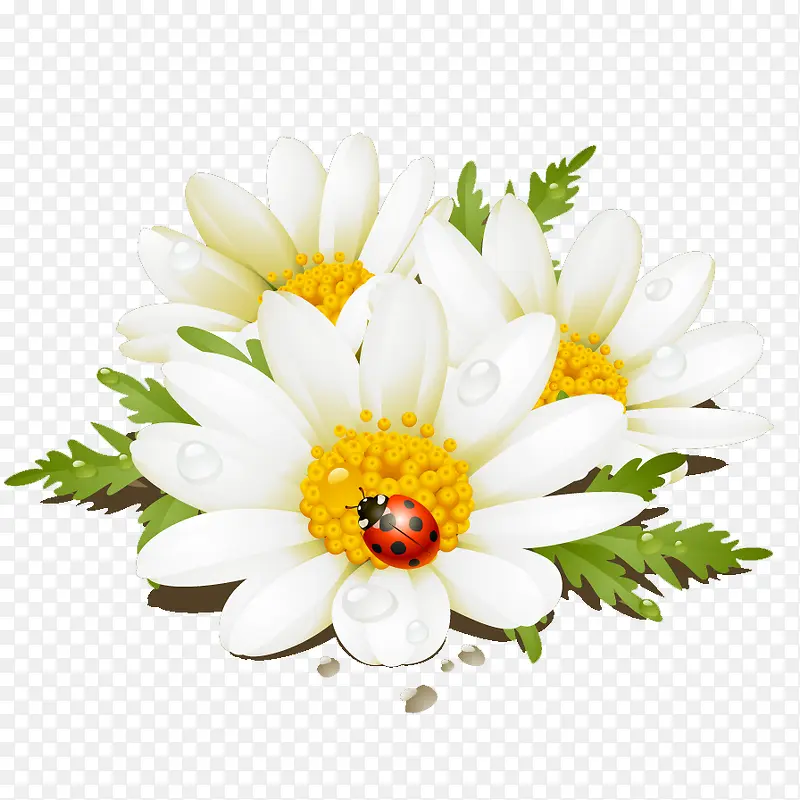 七星瓢虫白色花朵时尚