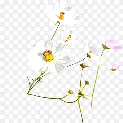 白色春天花朵蜜蜂装饰