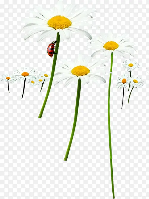 瓢虫爬行白色唯美花朵
