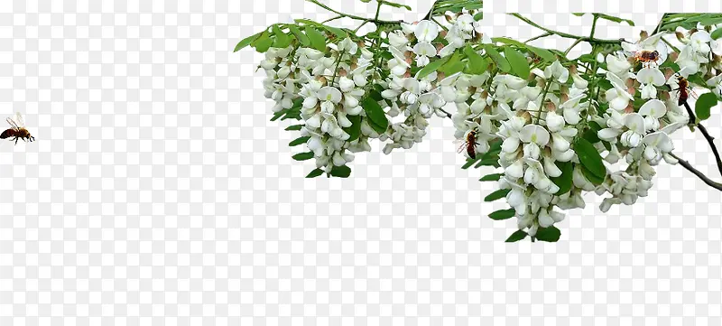 白色花朵蜜蜂