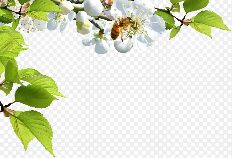 清新白色花朵蜜蜂